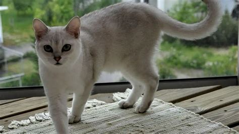 Burmilla Cat Breed: Size, Appearance & Personality